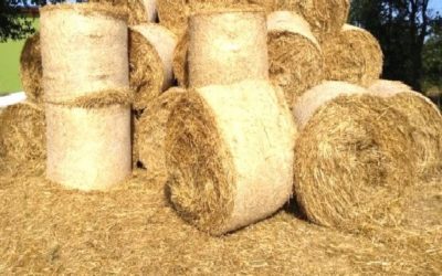 Se ofrece comida ganado