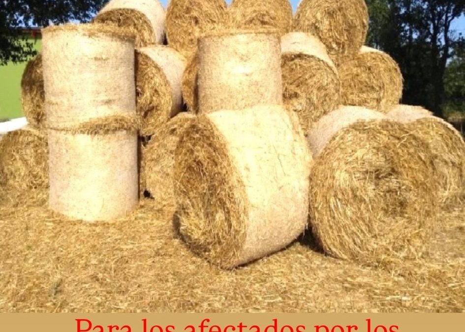 Se ofrece comida ganado